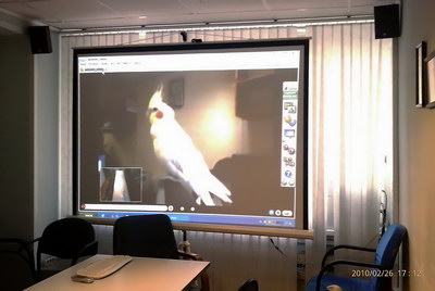 Попугай Питрович на большом экране